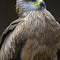Black Kite 4 Photograph by Heiko Koehrer-Wagner Black Kite 4 Photograph by Heiko Koehrer-Wagner