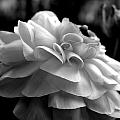 Black N White Beauty Photograph by Kim Galluzzo Wozniak Black N White Beauty Photograph by Kim Galluzzo Wozniak