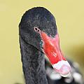 Black Swan Photograph by Kim Galluzzo Wozniak Black Swan Photograph by Kim Galluzzo Wozniak