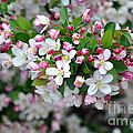 Blossoms on Blossoms Photograph by Dorrene BrownButterfield Blossoms on Blossoms Photograph by Dorrene BrownButterfield
