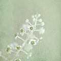 Blossoms Unfolding by Evelina Kremsdorf Blossoms Unfolding by Evelina Kremsdorf
