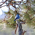 Blue Boy Photograph by Dorrene BrownButterfield Blue Boy Photograph by Dorrene BrownButterfield
