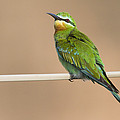 Blue Cheeked Bee Eater Hawf Protected by Sebastian Kennerknecht Blue Cheeked Bee Eater Hawf Protected by Sebastian Kennerknecht