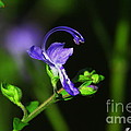Blue Curls by Barbara Bowen Blue Curls by Barbara Bowen