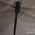 Blue Dragonfly by Paulina Roybal Blue Dragonfly by Paulina Roybal