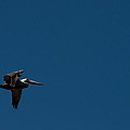 Blue Sky Pelican by Christine Stonebridge Blue Sky Pelican by Christine Stonebridge