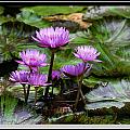 Blue Tropical Water Lilies Photograph by Farol Tomson Blue Tropical Water Lilies Photograph by Farol Tomson