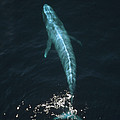 Blue Whale Balaenoptera Musculus Aerial Photograph by Flip Nicklin Blue Whale Balaenoptera Musculus Aerial Photograph by Flip Nicklin