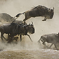 Blue Wildebeest Crossing Mara River Photograph by Suzi Eszterhas Blue Wildebeest Crossing Mara River Photograph by Suzi Eszterhas