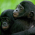 Bonobo Pan Paniscus Pair Of Orphans Photograph by Cyril Ruoso Bonobo Pan Paniscus Pair Of Orphans Photograph by Cyril Ruoso