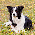 Border Collie In Field Of Yellow Flowers by Michelle Wrighton