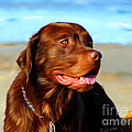 Bosco At The Beach by Michelle Wrighton