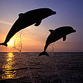 Bottlenose Dolphins Photograph by Francois Gohier and Photo Researchers Bottlenose Dolphins Photograph by Francois Gohier and Photo Researchers