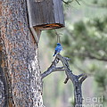 Boy Blue Photograph by Dorrene BrownButterfield Boy Blue Photograph by Dorrene BrownButterfield