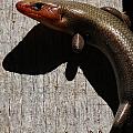 Broad-headed Skink On Barn Photograph by Daniel Reed Broad-headed Skink On Barn Photograph by Daniel Reed