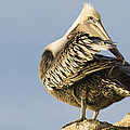 Brown Pelican Preening Natural Bridges Photograph by Sebastian Kennerknecht Brown Pelican Preening Natural Bridges Photograph by Sebastian Kennerknecht
