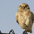 Burrowing Owl On Fence Alviso California Photograph by Sebastian Kennerknecht Burrowing Owl On Fence Alviso California Photograph by Sebastian Kennerknecht