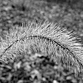 Burst In The Woods Photograph by Kim Galluzzo Wozniak Burst In The Woods Photograph by Kim Galluzzo Wozniak