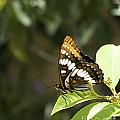 Butterfly At Rest by Betty Depee Butterfly At Rest by Betty Depee