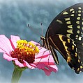 Butterfly by Cynthia Amaral Butterfly by Cynthia Amaral
