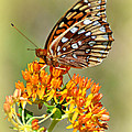 Butterfly Weed 1 by Marty Koch Butterfly Weed 1 by Marty Koch