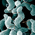 Campylobacter Bacteria Photograph by Science Source Campylobacter Bacteria Photograph by Science Source