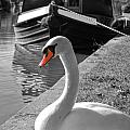 Canal Swan Photograph by Yhun Suarez Canal Swan Photograph by Yhun Suarez