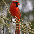 Cardinal in Spruce Photograph by Ann Bridges Cardinal in Spruce Photograph by Ann Bridges