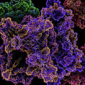Cell Structures by Ricky Barnard Cell Structures by Ricky Barnard