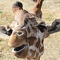 Chewing my treat Photograph by Kim Galluzzo Chewing my treat Photograph by Kim Galluzzo