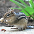 Chipmunk Photograph by Laurel Best Chipmunk Photograph by Laurel Best