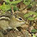 Chipmunk by Michael Peychich Chipmunk by Michael Peychich