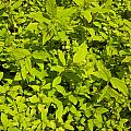 Clusters Of Leaves Photograph by Kim Galluzzo Wozniak Clusters Of Leaves Photograph by Kim Galluzzo Wozniak