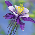 Colorado Blue Columbine Close by Tim Fitzharris Colorado Blue Columbine Close by Tim Fitzharris