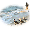 Coming In For A Landing by Kristin Elmquist Coming In For A Landing by Kristin Elmquist