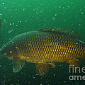 Common Carp Photograph by Ted Kinsman Common Carp Photograph by Ted Kinsman