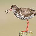 Common Redshank Tringa Totanus Calling Photograph by Marcel van Kammen Common Redshank Tringa Totanus Calling Photograph by Marcel van Kammen