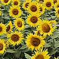 Common Sunflower Helianthus Annuus Photograph by Hiroya Minakuchi