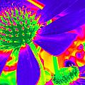 Cone Flowers Gone Wild Photograph by Kim Galluzzo Wozniak Cone Flowers Gone Wild Photograph by Kim Galluzzo Wozniak