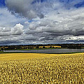 Corn Field Panorama Photograph by Heiko Koehrer-Wagner Corn Field Panorama Photograph by Heiko Koehrer-Wagner