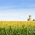 Corn Field With Silos by Elena Elisseeva Corn Field With Silos by Elena Elisseeva
