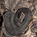 Cottonmouth Photograph by Daniel Reed Cottonmouth Photograph by Daniel Reed