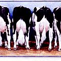 Cow Butts Painting by Patrice Clarkson