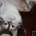 Crazy Cat by Kristin Elmquist Crazy Cat by Kristin Elmquist