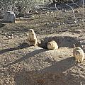 Curious Gophers Photograph by Kim Galluzzo Wozniak Curious Gophers Photograph by Kim Galluzzo Wozniak