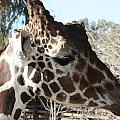Daddy Giraffe Photograph by Kim Galluzzo Wozniak Daddy Giraffe Photograph by Kim Galluzzo Wozniak