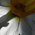 Daffy Glimmer Reflections Photograph by Kim Galluzzo Wozniak Daffy Glimmer Reflections Photograph by Kim Galluzzo Wozniak