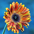 Daisy Dialation Photograph by Bill and Linda Tiepelman Daisy Dialation Photograph by Bill and Linda Tiepelman
