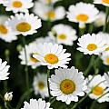 Daisies in a field Photograph by Simon Bratt Daisies in a field Photograph by Simon Bratt