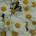 Daisy by Ralph Jones
